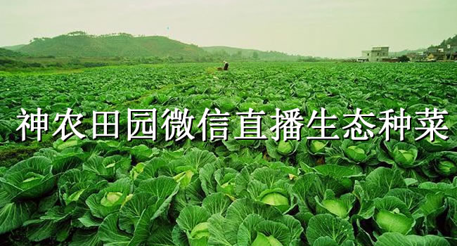 “農(nóng)”也會玩，三位88后“神農(nóng)”微信直播種菜（珠海網(wǎng)訊互聯(lián)網(wǎng)站建設(shè)網(wǎng)配圖）